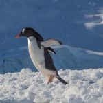 Penguin flapping its wings in snow