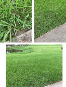 3 photos of grass