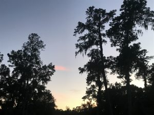 Sunset and Trees